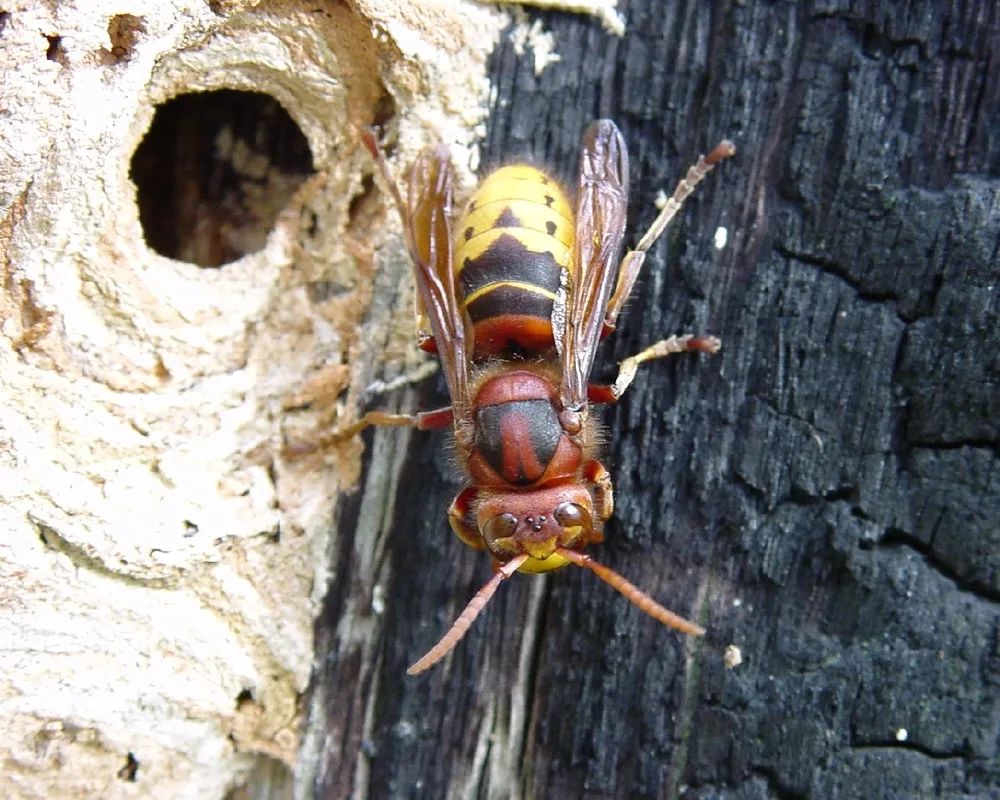 Deadly Insects Hornet