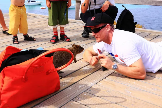 Quokka The Happiest Animal in the World