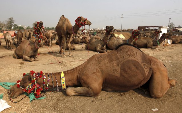 A decorated camel rests at the animal market on the outskirts of Karachi, Pakistan, September 21, 2015. (Photo by Akhtar Soomro/Reuters)