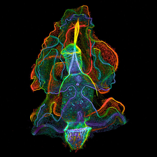 Larval stage of the acorn worm Balanoglossus misakiensis, dorsal view, showing cell borders, muscles and apical eye spots; Confocal, 10X. University of Vienna, Austria. (Photo by Dr. Sabrina Kaul/Nikon Small World 2014)