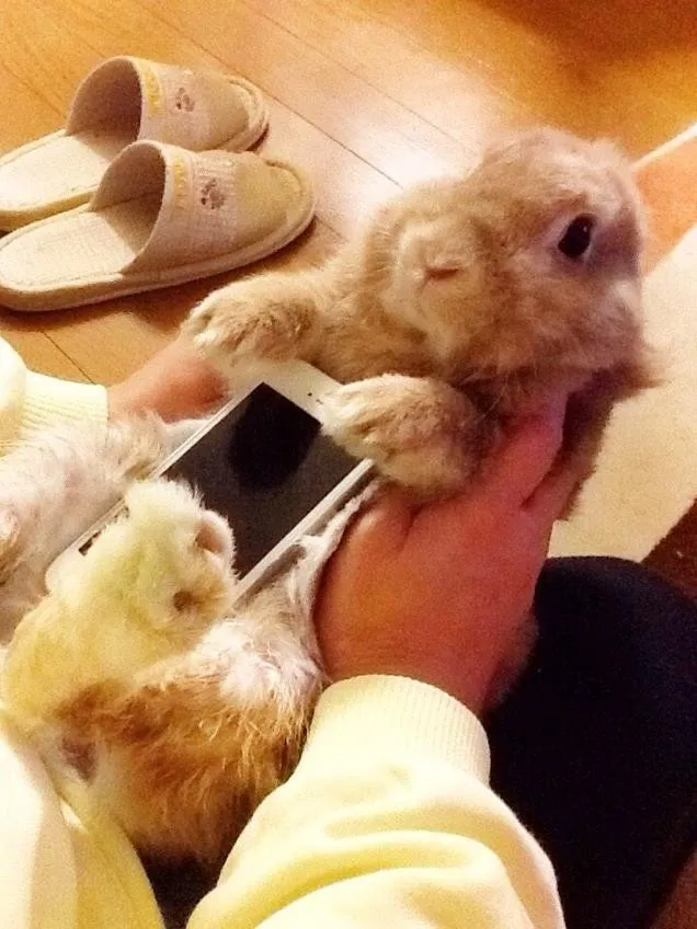 The Japanese Use a Real Rabbits as Case for Smartphone