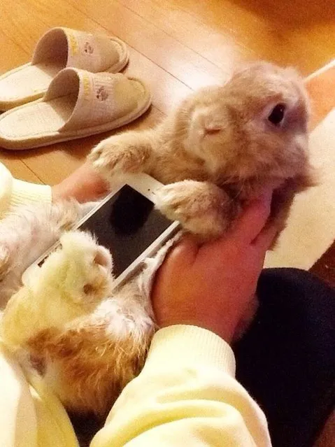 The Japanese Use A Real Rabbits As Case For Smartphone
