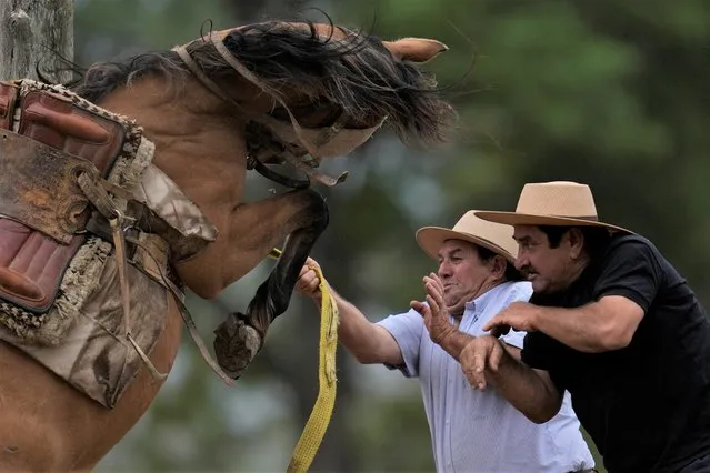 Men try to get control of a bucking horse a Tradition Day rodeo exhibition during, in San Antonio de Areco, Argentina, Sunday, November 13, 2022. Tradition Day, aimed to preserve gaucho traditions, is celebrated to honor the birth of Argentine writer Jose Hernandez, author of the country's national poem, “The Gaucho Martin Fierro”. (Photo by Natacha Pisarenko/AP Photo)