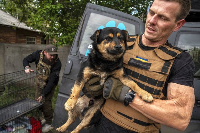 Save Animals volunteers evacuate dogs, cats and birds from the Kostiantynivka frontline as the war between Russia and Ukraine continues in Kostiantynivka, Ukraine on May 18, 2024. Teams from the Ukrainian animal rights organization provide food and medical care to animals in war-torn areas, and coordinate their evacuation to safer locations. (Photo by Jose Colon/Anadolu via Getty Images)