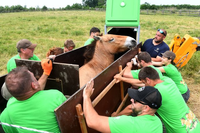 A Przewalski's horse (Equus ferus przewalskii) is placed in a specialized transport crate in Hortobagy National Park, Hungary, 02 June 2025. As part of an international effort to restore the species to its historic habitat, wild horses were relocated from Hungary's Hortobagy National Park to Kazakhstan's Altyn Dala Nature Reserve. (Photo by Attila Kovacs/EPA)