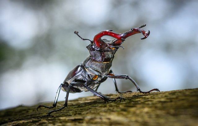 A male stag beetle walks on a branch in an oak forest near the Spree River in Kersdorf, Brandenburg, Germany, on June 8, 2025. (Photo by Patrick Pleul/picture alliance via Getty Images)
