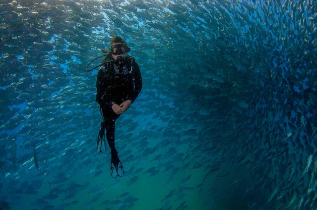Woyda surrounded by the school of Big-eye trevally. (Photo by Caine Delacy/Mika Woyda/Caters News)