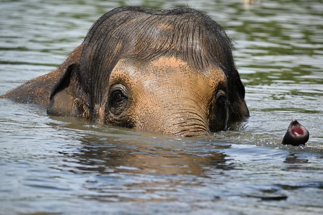 An elephant cools off in a pond at Pairi Daiza zoo in Brugelette on July 2, 2025, as a heatwave hits Europe. Withering conditions that have baked southern Europe for days crept northward, shutting some schools and daycare centres in France and the Netherlands, and sparking health warnings. (Photo by Nicolas Tucat/AFP Photo)