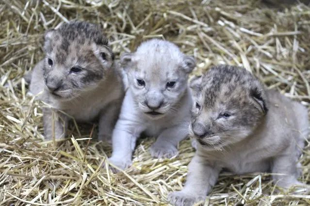 A rare white lion cub (C) is seen in a handout picture released by the Omaha Henry Doorly Zoo and Aquarium in Omaha, Nebraska, November 26, 2014. The male white lion cub was one of two males and one female born on November 21, zoo officials said on Wednesday.  All three cubs are on display at the zoo with their mother, Ahadi, and aunt, Mfisha. (Photo by Reuters/Omaha Henry Doorly Zoo and Aquarium)