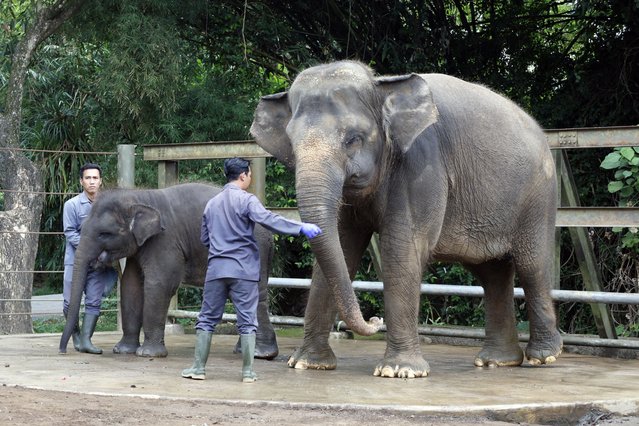 Zookeepers interact with Sumatran elephant mother-and-calf pair, Hurhayati and Kama during the World Elephant Day celebration at Bali Zoo in Bali, Indonesia, 12 August 2025. World Elephant Day is observed annually on 12 August. (Photo by Made Nagi/EPA)