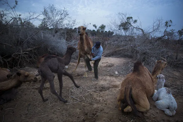 In this Friday, February 9, 2018 photo, Beduin camels herder Ali Zarlul ties the leg of camel to prevent her from walk away at the night camp in the territory of Israeli Kibbutz Kalya, near the Dead Sea in the West Bank. Each winter, camels lope around the moon-like desert landscape of the lowest place on Earth under the watchful eyes of their Bedouin Arab herders, in an ancient tradition passed from father to son over the generations. Ali El Guran brings his herd of more than 100 camels from southern Israel to the Dead Sea every November to pasture. It's birthing season and this year, 30 camels are pregnant. Bedouin lifestyles have changed dramatically in the last few decades, with many leaving their traditional nomadic ways to settle in towns of southern Israel, trading their camels for pickup trucks and living off tourists instead of goat herds. But for three months a year, El Guran and the other herders live as their forefathers have for generations. It's a simple life. The herders eat mainly bread and olive oil while drinking thick black coffee boiled on campfires. They sleep under the stars, near the herd, for weeks at a time. There is no cellphone coverage or other modern amenities. El Guran and the others use the time to bond with their sons who have come with them to the pastures, away from the distractions of the contemporary world. They speak to the camels in a special language, directing them where to graze. About a day before it's time to give birth, the mother camels separate themselves from the herd, sometimes walking several kilometers to find a private spot. The herders later find them standing guard over the newborns, protecting them from wolves and jackals, the main predators in the area. El Guran sells some of the baby camels as well as camel milk to make a living. As winter comes to an end, the area gets very hot and the camels are taken to a higher elevation, where it's cooler. Until next winter. (Phoro by Oded Balilty/AP Photo)