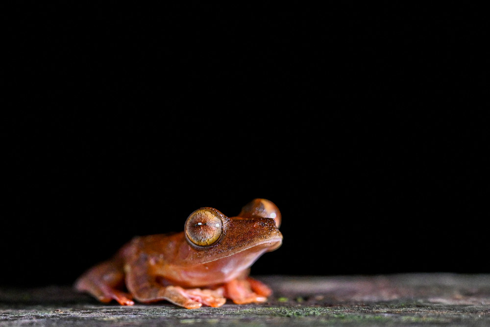 Some Photos: Animals