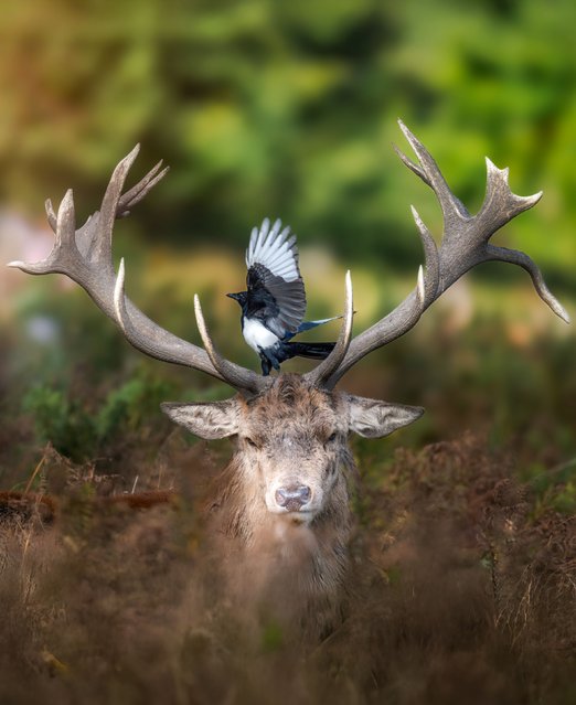 A magpie finds the perfect perch atop a red deer stag's head at the height of the annual rut in Bushy Park, London on October 16, 2025. As autumn takes hold, parks across the UK echo with the roars of stags battling for supremacy and the attention of nearby females. The rut is a period where deer and stags display more unique courtship behaviours, and males compete for dominance through behaviours like roaring or bellowing. (Photo by Cristi Vasile/Solent News & Photo Agency)