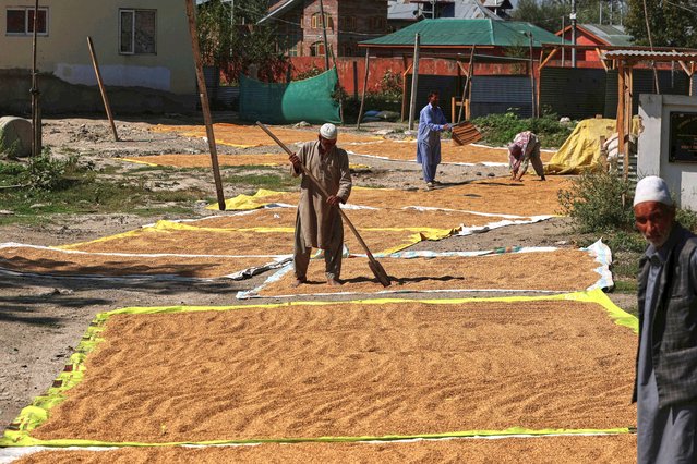 A man spreads harvested paddy rice to dry in the sun on the outskirts of Srinagar, the summer capital of Indian Kashmir, 26 September 2025. (Photo by Farooq Khan/EPA)