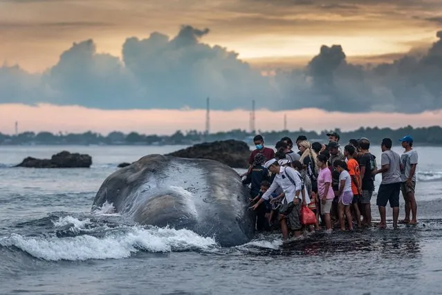 Villagers look at a dead sperm whale (Physeter Macrocephalus) that was stranded at Yeh Malet beach, in Klungkung, Indonesia on April 5, 2023. (Photo by Dicky Bisinglasi/AFP Photo)