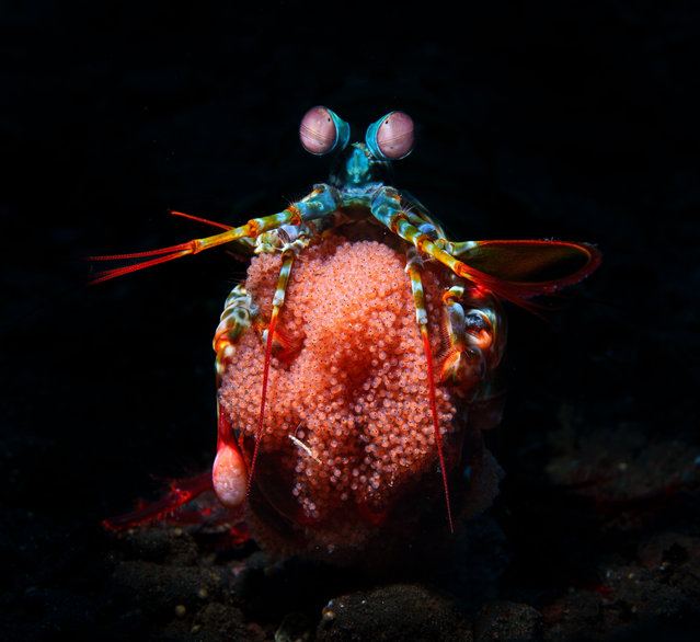 A female peacock mantis shrimp stands upright surveying the area, while holding her large clutch of red eggs. One of the winners in the 2025 Oceania photo contest. (Photo by Peter McGee)