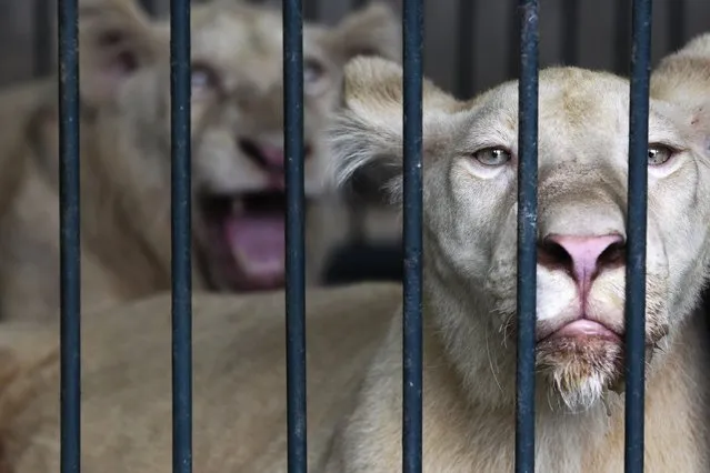 White lions react in a cage during a police raid on the outskirts of Bangkok June 10, 2013. (Photo by Kerek Wongsa/Reuters)