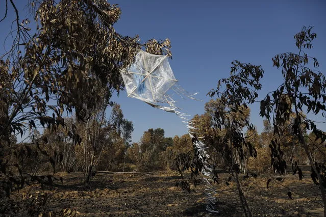 A kite that was allegedly used to carry Molotov cocktail from Gaza Strip hangs on a tree at burnt-out Beeri forest few kilometers from the border with Gaza, in southern Israel, 05 June 2018. According to reports, following the cease-fire between Israeli military and Palestinian militants in Gaza on 29 May Palestinians from Gaza continue to send burning kites to the Israeli territory and cause damage to thousands of acres of agriculture and nature reserves in Israel. (Photo by Abir Sultan/AFP Photo)