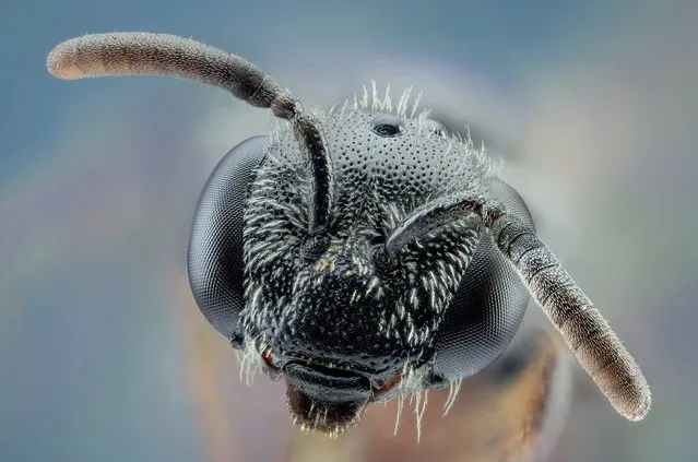This extraordinary series of close-up photos turns mundane insects into terrifying beasts from another world. The bugs are captured in intricate detail by photographer Javier Ruperez, using a special lens, revealing just how complex the tiny creatures are. Using macro photography, Mr Ruperez was able to capture extreme close-up shots of flies, mosquitoes, and jumping spiders near his home in Almáchar, Spain. The 57-year-old said he has to “hold his breath” while shooting so not to disturb the creatures. Here: A fly’s eyes up close and personal. (Photo by Javier Ruperez/Solent News & Photo Agency)