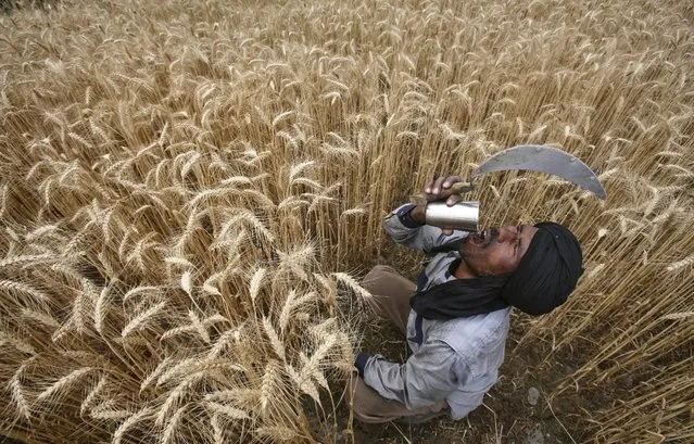 A labourer drinks water while harvesting wheat crop at a field in Jhanpur village of the northern Indian state of Punjab in this April 18, 2012 file photo. (Photo by Ajay Verma/Reuters)