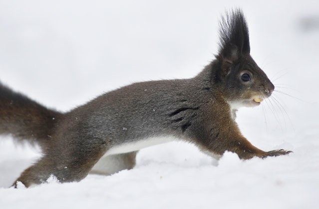 A squirrel carries a nut in a park after a heavy snowfall in Minsk, Belarus, Thursday, November 10, 2016. Winter weather with snow continues to prevail in Belarus. (Photo by Sergei Grits/AP Photo)