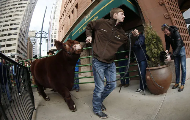 As viewed through a fisheye lens, Shilo Schaake of Westmoreland, Kan., leads his 1,369-pound steer named Red Rocky, which was selected as the grand champion market beef at the 109th annual National Western Stock Show and Rodeo, into the lobby of the Brown Palace Hotel in Denver's Financial District Friday, January 23, 2015. (Photo by David Zalubowski/AP Photo)