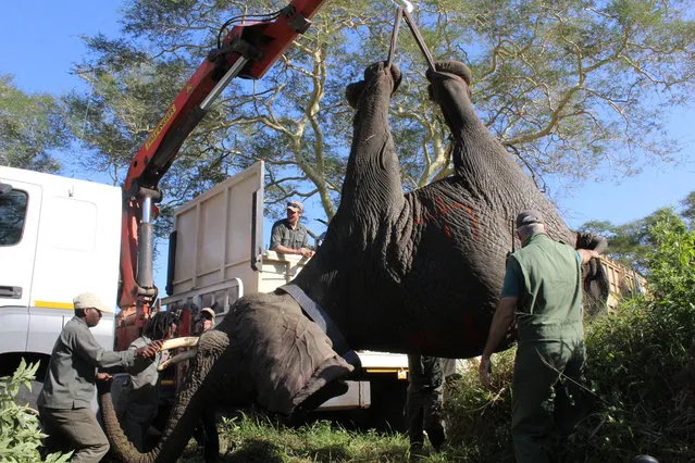 One of the first 15 of 60 wild elephants is moved after being darted prior to being re-located to Mozambique, in the iSimangaliso Wetland Park, South Africa, 25 June 2018. With peace having come to many parts of Mozambique after a civil war in the 1980's areas of their wildlife and conservation lands are being re stocked with wildlife. These elephants are the first to arrive in their new home in Zinave National Park in Inhambane province barely 37 hours later. (Photo by Tony Carnie/EPA/EFE)