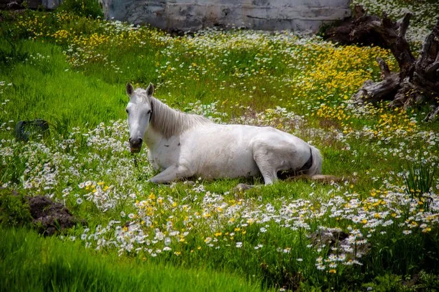 A horse lies down on spring flowers during the end of spring in Gole district of Ardahan province, Turkiye on June 02, 2023. (Photo by Aykut Temur/Anadolu Agency via Getty Images)