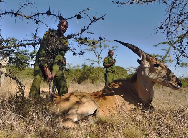Game rangers from the Ol Pejeta Conservancy try to encourage a distressed female Eland antelope to stand up after it was freed from an illegal snare on February 6, 2015, in the community owned lands bordering the conservancy during a drive to push wild game from human-populated areas back into the wilds of Ol-Pejeta, in a bid to curb increasing incidences of human-wildlife conflict. (Photo by Tony Karumba/AFP Photo)