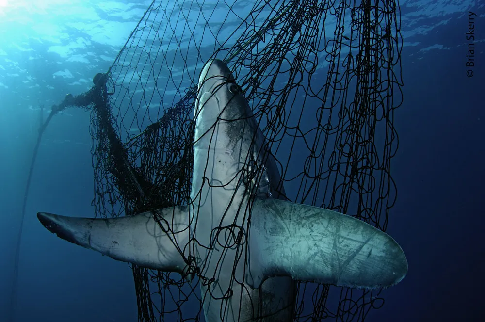 Life Under the Ocean Waves by Photographer Brian Skerry
