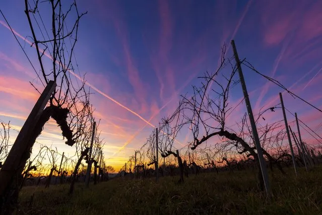 Contrails illuminated by the descending sun are seen in the sky above a vineyard in the village of Nagyrada, Hungary, 06 January 2023. (Photo by Gyorgy Varga/EPA/EFE)