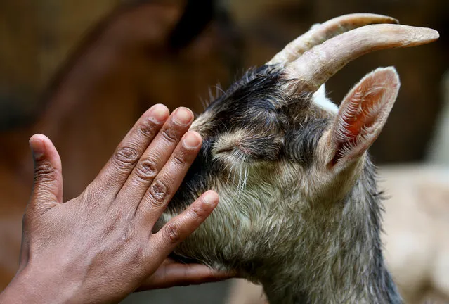 Gudeta touches a Mochena goat at her farm. Gudeta escaped from her home town of Addis Ababa, the capital of Ethiopia on July 20, 2018. (Photo by Alessandro Bianchiethiopia/Reuters)