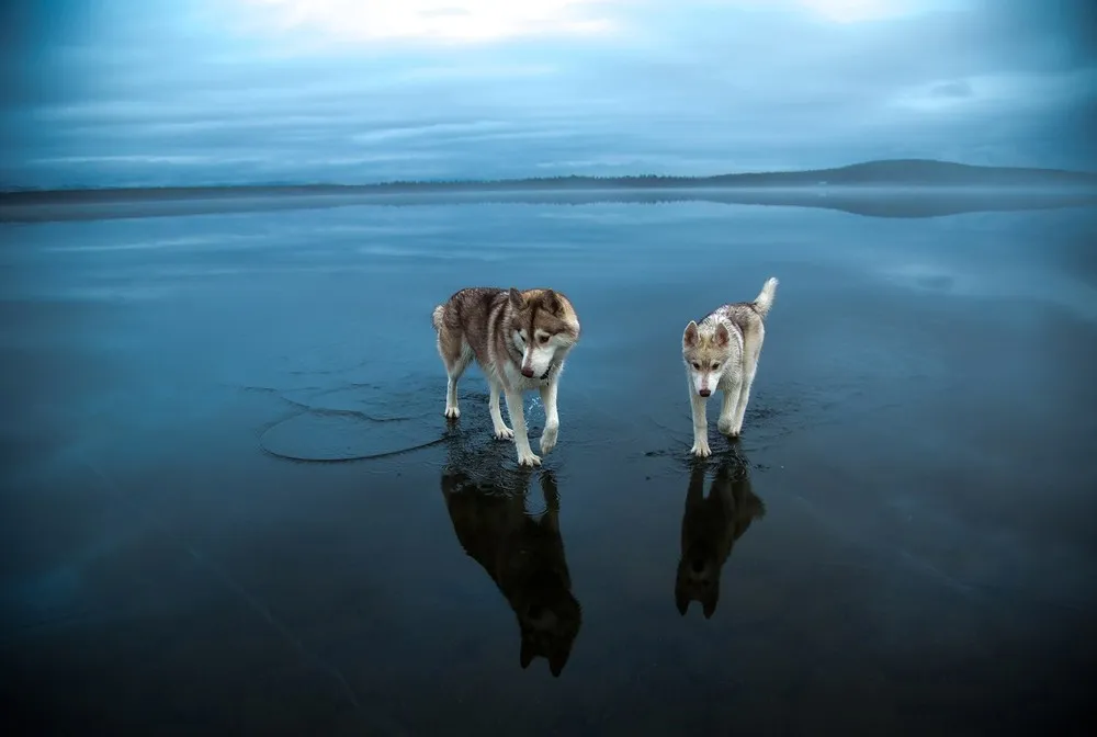 Husky Walk on Water while Crossing Russian Lake