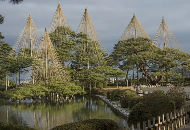 Karasakinomatsu Pine trees with an array of rope supports at Kenrokuen Garden in Kanazawa, Japan on January 12, 2016. In winter, to protect the trees from heavy snow, workers attach ropes to frail branches  and support the tree with a bamboo pole. The  garden, located next to Kanazawa Castle, encompasses over 28 acres in downtown Kanazawa. With two ponds, rolling hills with streams and bridges, is considered a strolling-style landscape garden. It's regarded as one of the top three most beautiful gardens in Japan. (Photo by Linda Davidson/The Washington Post)