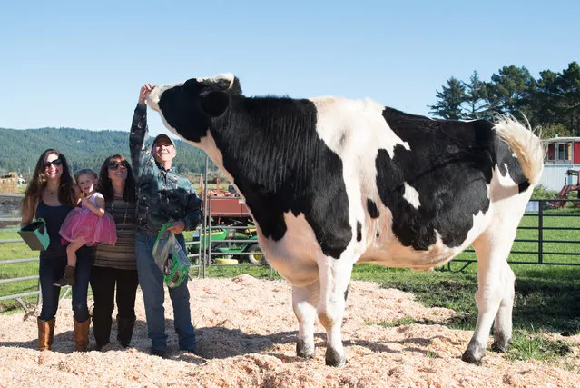 Danniel the 6ft 4in steer a being fed by owner Ken Farley and visitors a farm in Eureka, Cali on 4 November 2016. Meet Danniel, the giant bovine whose proud owners believe is the worldís tallest cow. The huge Holstein steer measures a staggering 6 foot 4 inches tall and weighs a whopping 2300 pounds. Danniel eats 100 pounds of hay, 15 pounds of grain, drinks 100 gallons of water, and produces 150 pounds of droppings – every day. Dannielís owners have now had him measured for Guinness World Records in an attempt to have him officially recognized as the worldís tallest steer. (Photo by David Johnson/Barcroft Images)