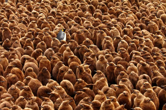 Overall winner. Stand Out From the Crowd, photographed on Marion Island (Prince Edward Islands). An adult king penguin is surrounded by chicks at a large breeding colony. Populations of the species inhabiting Subantarctic islands face an uncertain future, as climate change threatens to shift oceanic fronts where the animals feed, pushing them further away from breeding sites. (Photo by Chris Oosthuizen/University of Pretoria/British Ecological Society)