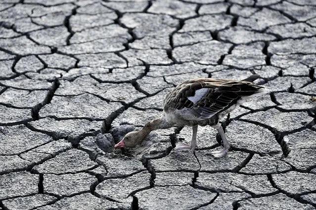 A goose looks for water in the dried bed of Lake Velence in Velence, Hungary, Thursday, August 11, 2022. A huge drought is sweeping across Europe, which effects Hungary too. According to the General Directorate of Water Management (OVF), the water level in Lake Velence, a popular touristic lake near Budapest, is at its lowest level ever recorded. (Photo by Anna Szilagyi/AP Photo)