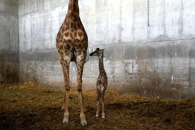 Toy, a 10-day-old female giraffe named after Israeli singer and Eurovision Song Contest winner Netta Barzilai's song “Toy”, is seen with its mother Laila in their pen at Jerusalem's Biblical Zoo, May 21, 2018. (Photo by Ronen Zvulun/Reuters)