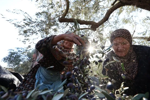 A Palestinian farmer collects and processes olives at an olive grove on the outskirts of the village of Asera, near the West Bank city of Nablus, 16 November 2023. Regional farmers have not been allowed to reach their fields in territories at Area C, a region fully controlled by Israel, for one month due to attacks against farmers and the ongoing conflict between Israel and the Hamas. (Photo by Alaa Badarneh/EPA)