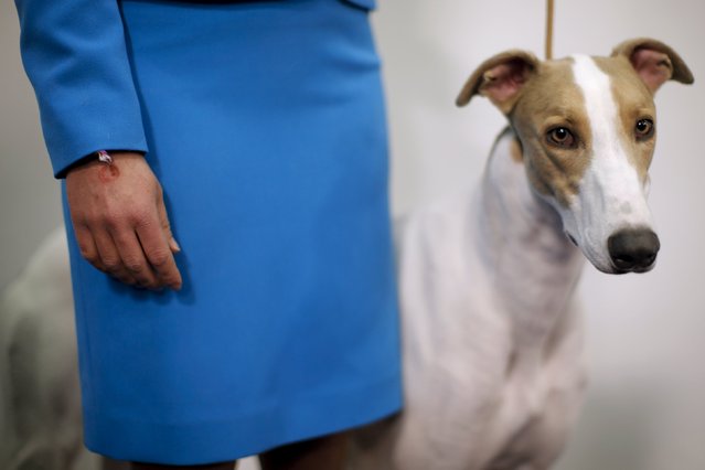 A handler stands with a Greyhound before judging at the 2016 Westminster Kennel Club Dog Show in the Manhattan borough of New York City, February 15, 2016. (Photo by Mike Segar/Reuters)