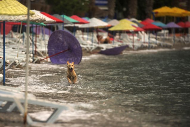 A dog enjoys the water on the Oren beach near the Kemerkoy Power Plant, a coal-fueled power plant, in Milas, Mugla in southwest Turkey, Thursday, August 5, 2021. A wildfire that reached the compound of a coal-fueled power plant in southwest Turkey and forced evacuations by boats and cars, was contained on Thursday after raging for some 11 hours, officials and media reports said. (Photo by Emre Tazegul/AP Photo)