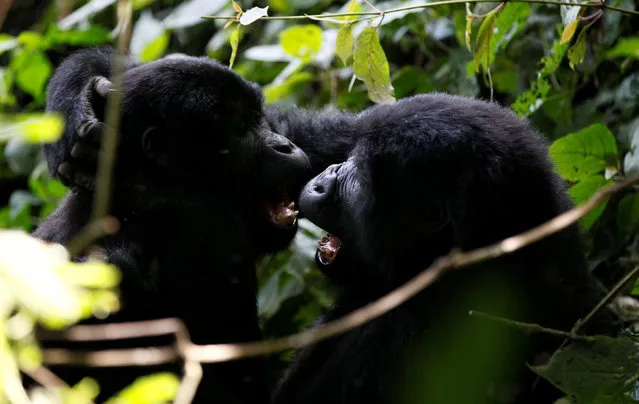 Endangered mountain gorillas from the Bitukura family, play inside a forest in Bwindi Impenetrable National Park in the Ruhija sector of the park, west of Uganda's capital Kampala, May 24, 2013. (Photo by Thomas Mukoya/Reuters)