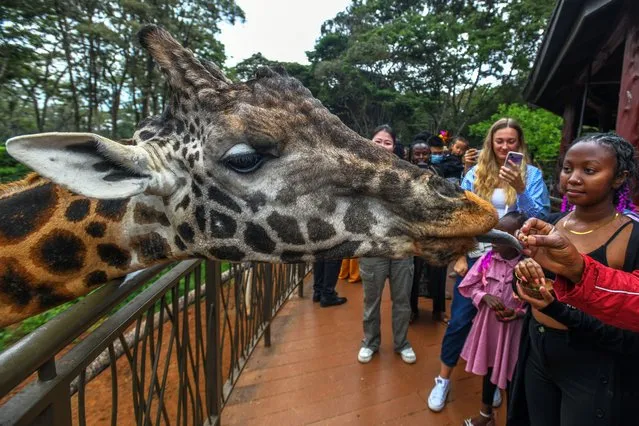 A view of the African Fund for Endangered Wildlife Giraffe Centre – locally referred to as The Giraffe Centre, in Nairobi, Kenya on December 10, 2023. Giraffe Centre directly supports the conservation of endangered Rothschild Giraffe, and a visit is a great way to meet Africa's tallest mammal up close. (Photo by Gerald Anderson/Anadolu via Getty Images)
