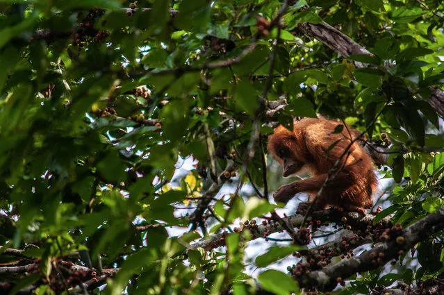 A Sumatran Orangutan is following its instincts, reminding itself of the wild character needed to survive in the forest. The photograph was taken at the “Orangutan School”, which is the Sumatran Orangutan Conservation Program (SOCP) reintroduction station in Jantho, Aceh Province, Indonesia, on November 14, 2018. The Head of Rehabilitation and Reintroduction of SOCP, who is also a veterinarian, Citrakasih Nente, is explaining the lengthy process of returning Orangutans to the forest after a quarantine period due to conflicts with humans. Before being released back into the wild, the Sumatran Orangutans must attend the Orangutan school. (Photo by Sutanta Aditya/NurPhoto/Rex Features/Shutterstock)