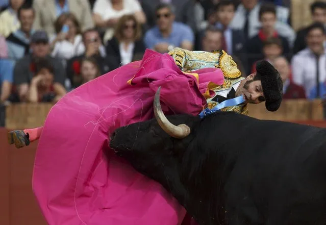 Spanish matador Juan Jose Padilla is tackled by a bull during a bullfight at The Maestranza bullring in the Andalusian capital of Seville, southern Spain April 25, 2015. (Photo by Marcelo del Pozo/Reuters)
