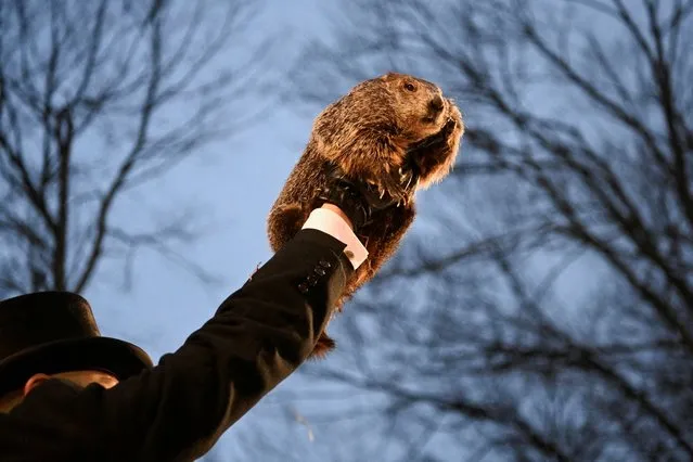 AJ Dereume holds up groundhog Punxsutawney Phil, as he makes his prediction on how long winter will last during the Groundhog Day Festivities, at Gobbler's Knob in Punxsutawney, Pennsylvania, U.S., February 2, 2024. (Photo by Alan Freed/Reuters)