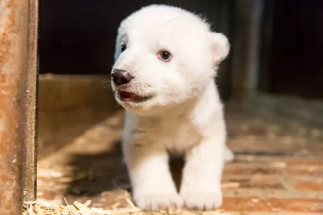 A handout picture of a polar bear cub, made available by Tierpark Berlin on January 31, 2017, shows the cub Fritz in his enclosure after its first examination in Berlin, Germany, January 12, 2017. A jury decided on the name Fritz for the cub. (Photo by Reuters/Tierpark Berlin)