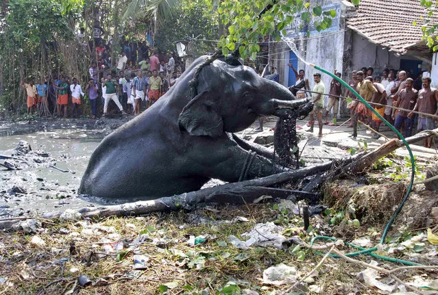 Mahouts and rescuers pull an elephant named Ayyappan out of a marshland it fell into on the banks of the Vembanad Lake, on the outskirts of the southern Indian city of Kochi February 6, 2014. According the police, Ayyappan was brought onto the banks of the lake after nearly six hours of rescue operation but the elephant died while it was given medical aid. (Photo by Sivaram V/Reuters)