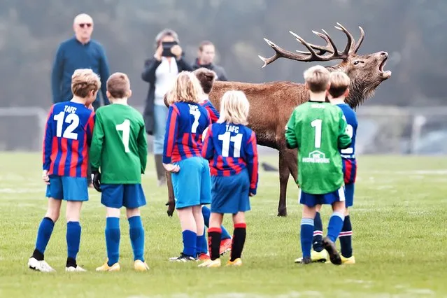 The pitch invader that interrupted one football match at Bushy Park Sports Club, London, was hairier than usual on October 15, 2021. There are more than 300 red and fallow deer which roam freely in the park, as they have since Henry VIII hunted there. (Photo by South West News Service)