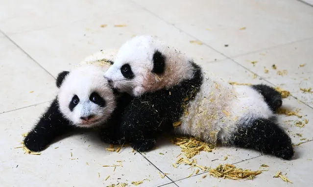 Giant panda Shuixiu's two babies are pictured at their room in Shenshuping base of China Conservation and Research Center for the Giant Panda on November 3, 2021 in Aba Tibetan and Qiang Autonomous Prefecture, Sichuan Province of China. (Photo by An Yuan/China News Service via Getty Images)